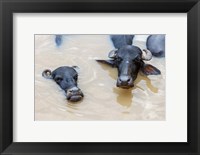 Framed Water Buffalo in Ganges River, Varanasi, India