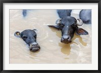 Framed Water Buffalo in Ganges River, Varanasi, India