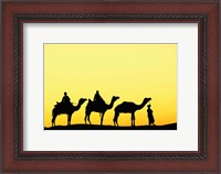 Framed Camels and driver at sunset, Thar Desert, Jodhpur, India