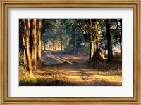 Framed Rural Road, Kanha National Park, India