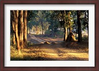 Framed Rural Road, Kanha National Park, India