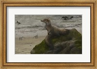 Framed Sciurumimus, a possible baby megalosaurid theropod