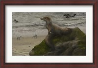 Framed Sciurumimus, a possible baby megalosaurid theropod