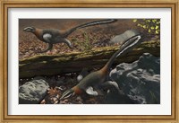 Framed Mei long, the famous troodontid in the sleeping position