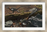 Framed Mei long, the famous troodontid in the sleeping position