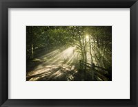 Framed Sunrays shining through a dark, misty forest, Liselund Slotspark, Denmark