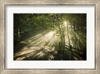 Framed Sunrays shining through a dark, misty forest, Liselund Slotspark, Denmark
