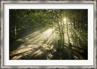 Framed Sunrays shining through a dark, misty forest, Liselund Slotspark, Denmark