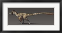 Framed Utahraptor ostrommaysorum, the largest known dromaeosaur