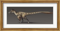 Framed Utahraptor ostrommaysorum, the largest known dromaeosaur