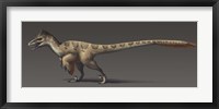 Framed Utahraptor ostrommaysorum, the largest known dromaeosaur