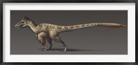 Framed Utahraptor ostrommaysorum, the largest known dromaeosaur