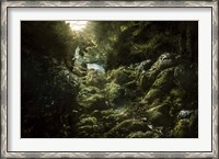 Framed Aged boulders covered with moss in the Ritsa Nature Reserve Abkhazia