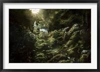 Framed Aged boulders covered with moss in the Ritsa Nature Reserve Abkhazia