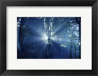 Framed Misty rays in a dark forest, Liselund Slotspark, Denmark