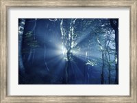 Framed Misty rays in a dark forest, Liselund Slotspark, Denmark