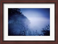Framed Silhouettes of trees and branches in a dark, misty forest, Denmark