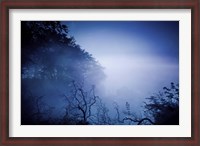 Framed Silhouettes of trees and branches in a dark, misty forest, Denmark