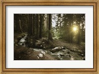 Framed Small stream in a forest at sunset, Pirin National Park, Bulgaria