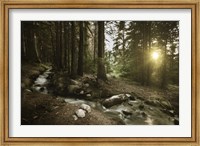 Framed Small stream in a forest at sunset, Pirin National Park, Bulgaria