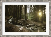 Framed Small stream in a forest at sunset, Pirin National Park, Bulgaria