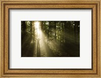 Framed Silhouette of a man standing in the sunrays of a dark, misty forest, Denmark