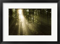 Framed Silhouette of a man standing in the sunrays of a dark, misty forest, Denmark