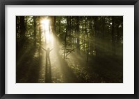 Framed Silhouette of a man standing in the sunrays of a dark, misty forest, Denmark