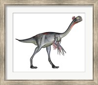 Framed Gigantoraptor dinosaur, white background