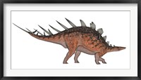 Kentrosaurus dinosaur, white background Framed Print