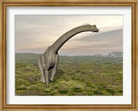 Framed Brachiosaurus dinosaur walking in grassy landscape