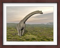 Framed Brachiosaurus dinosaur walking in grassy landscape
