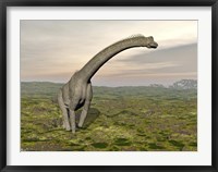 Brachiosaurus dinosaur walking in grassy landscape Framed Print