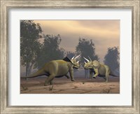 Framed Confrontation between two Triceratops