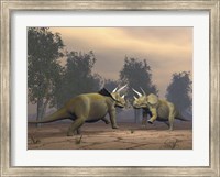 Framed Confrontation between two Triceratops