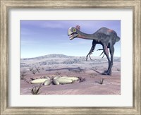 Framed Female Gigantoraptor dinosaur walking to its nest full of eggs
