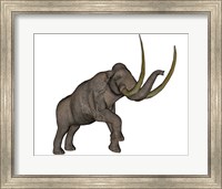 Framed Large mammoth, white background