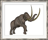 Framed Large mammoth, white background