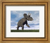 Framed Nedoceratops dinosaur grazing in grassy field