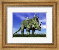 Framed Styracosaurus dinosaur walking in the grass