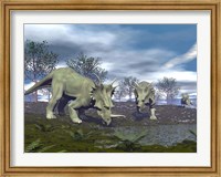 Framed Three Styracosaurus dinosaurs drinking from a nearby lake