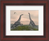 Framed Two Brachiosaurus dinosaurs fighting