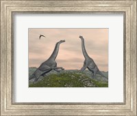 Framed Two Brachiosaurus dinosaurs fighting