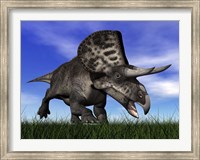 Framed Zuniceratops dinosaur running in the grass
