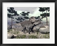 Framed Zuniceratops dinosaur walking on a hill with large rocks and pine trees