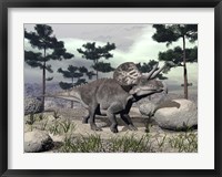 Framed Zuniceratops dinosaur walking on a hill with large rocks and pine trees