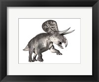 Framed Zuniceratops dinosaur, white background