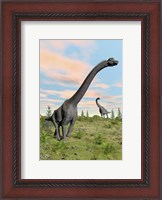 Framed Two brachiosaurus dinosaurs in a prehistoric environment