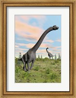 Framed Two brachiosaurus dinosaurs in a prehistoric environment