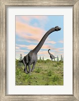 Framed Two brachiosaurus dinosaurs in a prehistoric environment